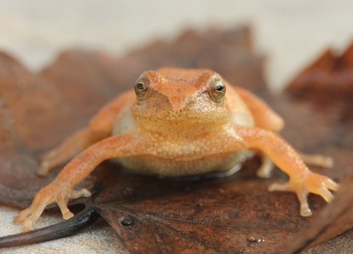 Spring Peeper